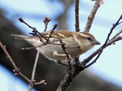 ニュウナイスズメ