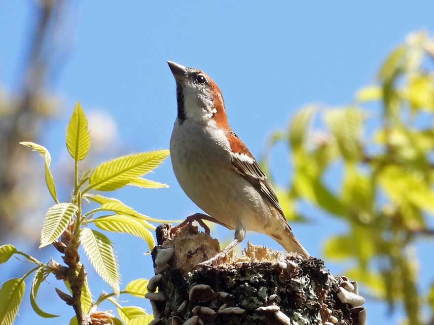 ニュウナイスズメ
