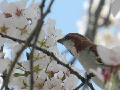 ニュウナイスズメ