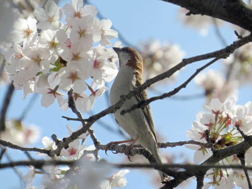 ニュウナイスズメ