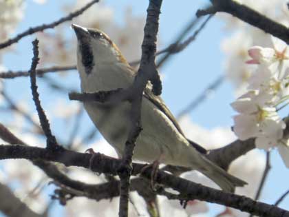 ニュウナイスズメ
