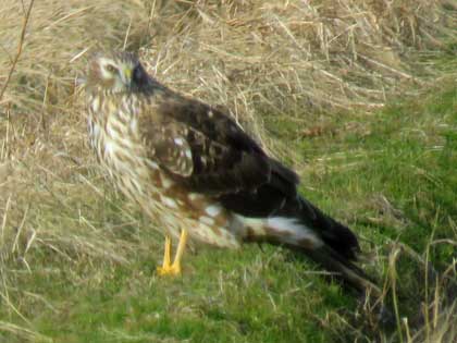 ハイイロチュウヒ