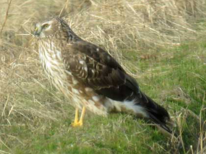 ハイイロチュウヒ