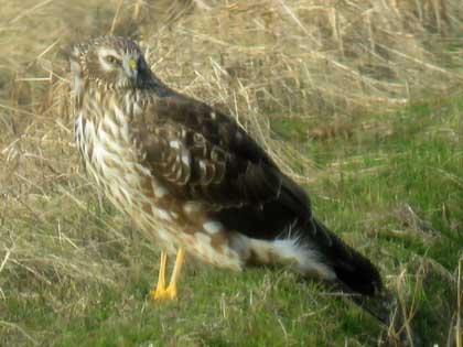 ハイイロチュウヒ