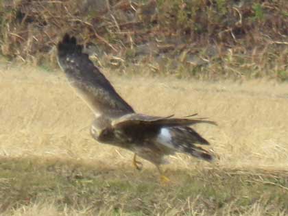 ハイイロチュウヒ