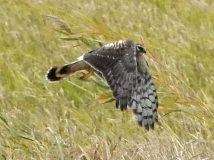 ハイイロチュウヒ