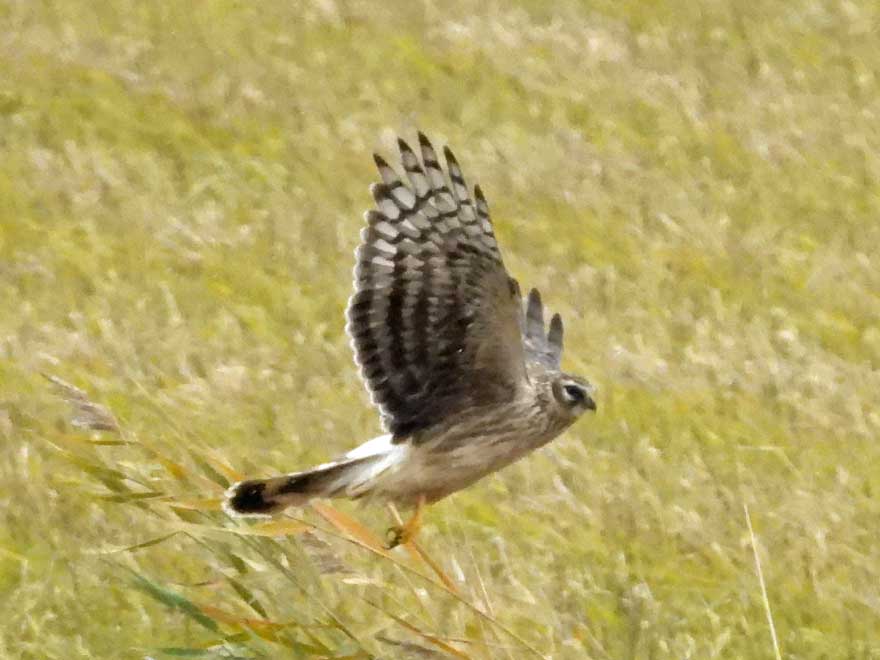 ハイイロチュウヒ