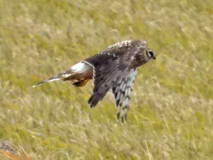 ハイイロチュウヒ