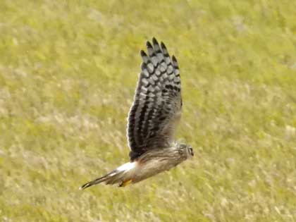 ハイイロチュウヒ