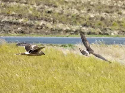 ハイイロチュウヒ