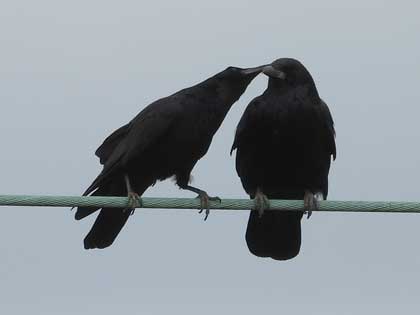 ハシブトガラス