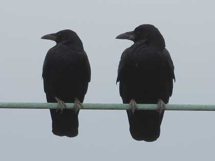 ハシブトガラス