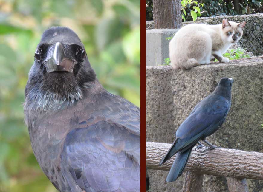 ハシブトガラス