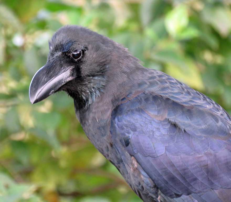 ハシブトガラス