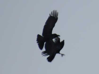 ハシブトガラス