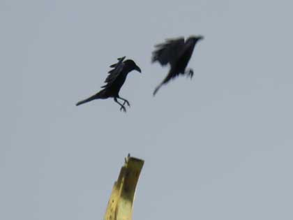 ハシブトガラス