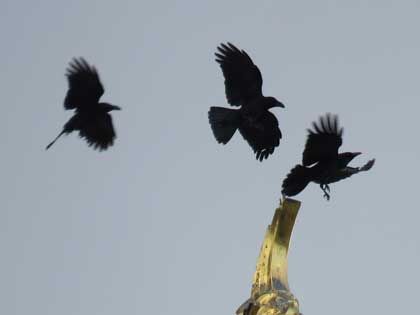 ハシブトガラス