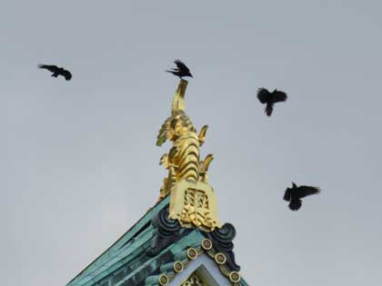 ハシブトガラス