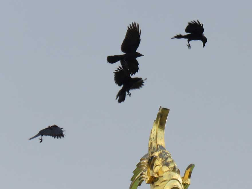 ハシブトガラス