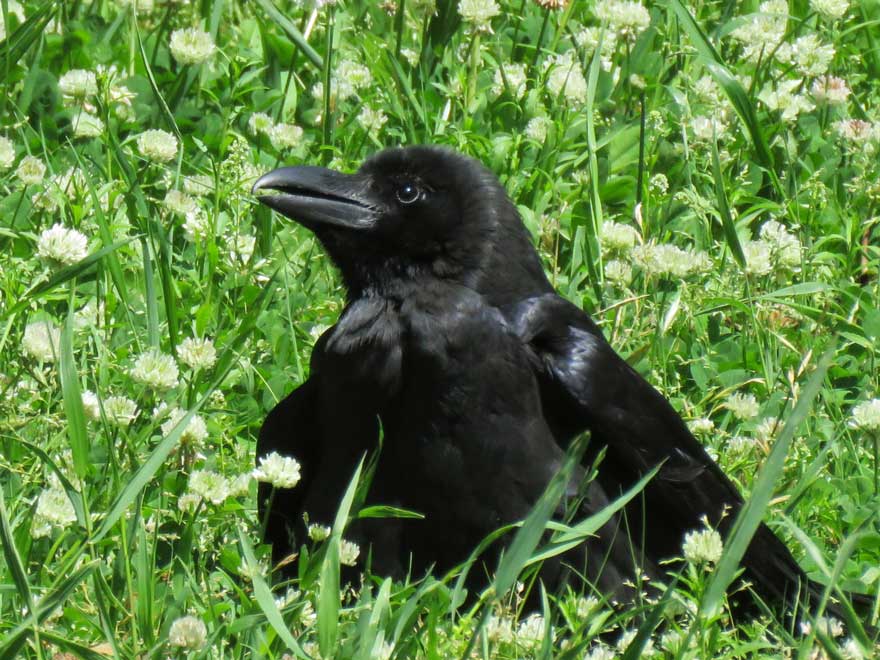 ハシブトガラス