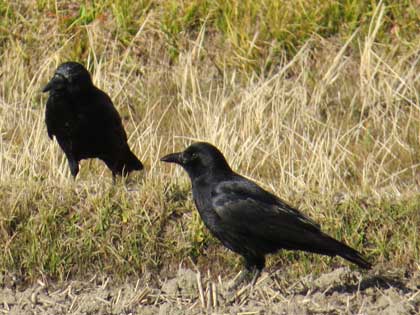 ハシブトガラス