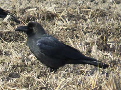 ハシブトガラス