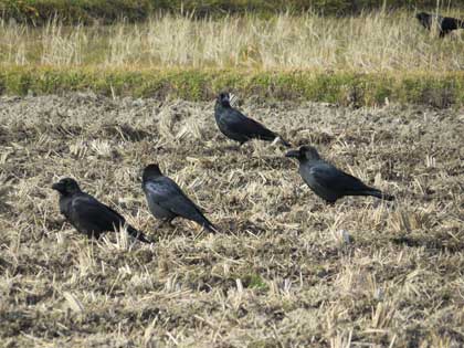 ハシブトガラス