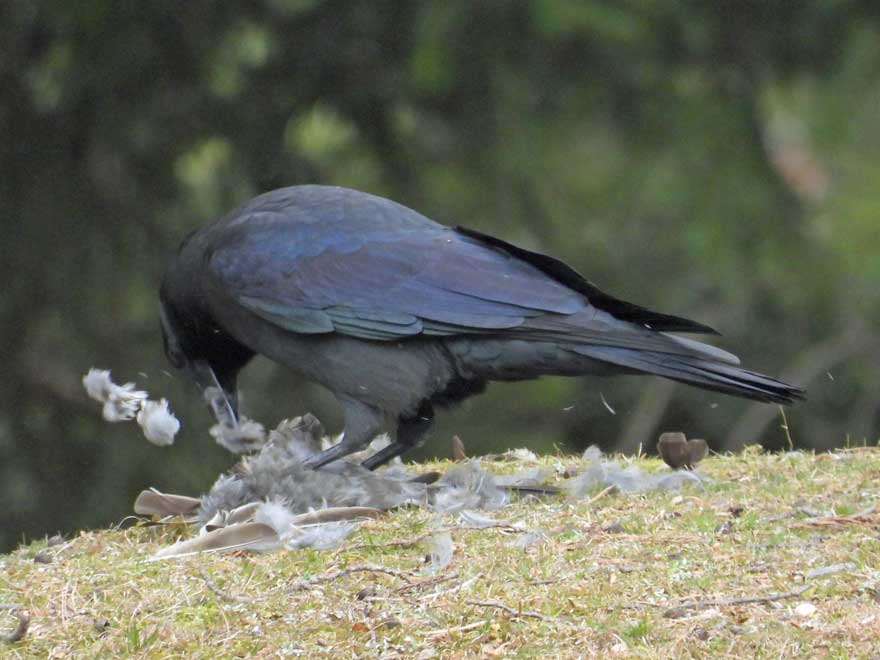 ハシブトガラス