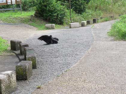 ハシブトガラス