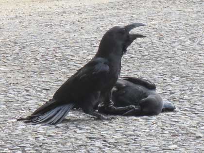 ハシブトガラス