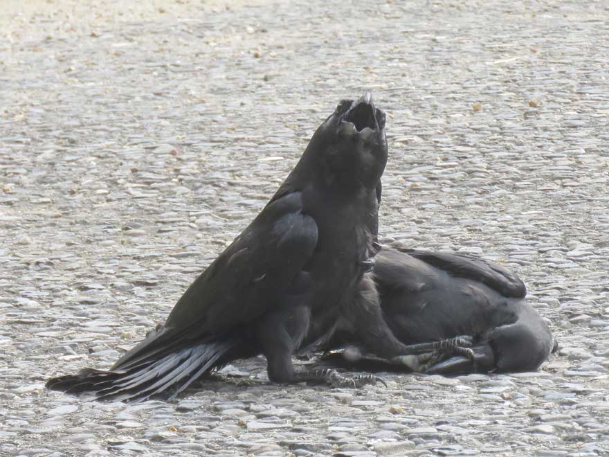 ハシブトガラス