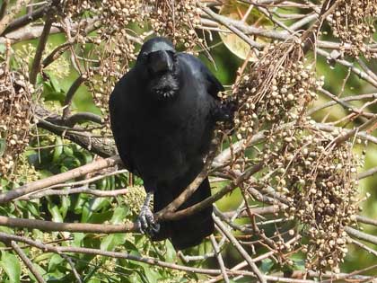 ハシブトガラス