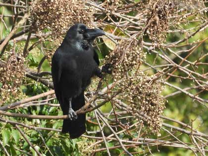 ハシブトガラス