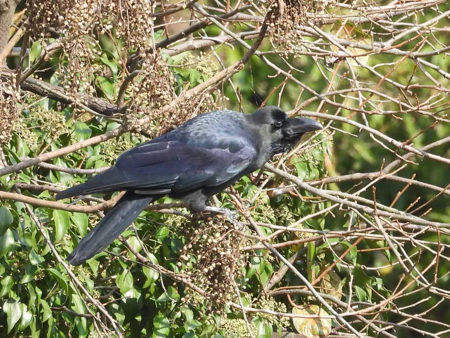 ハシブトガラス