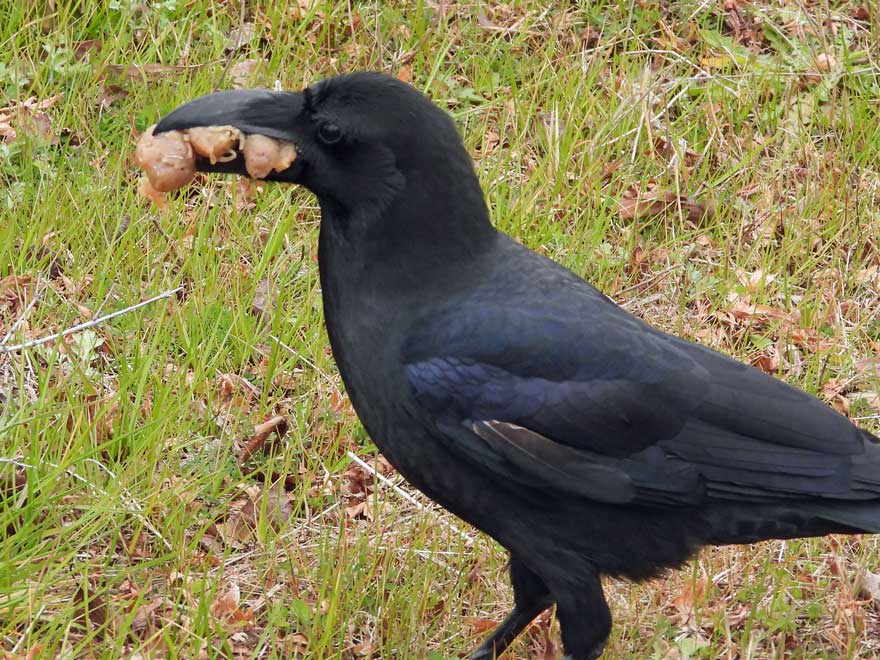 ハシブトガラス