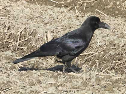 ハシブトガラス