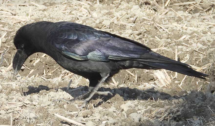 ハシブトガラス