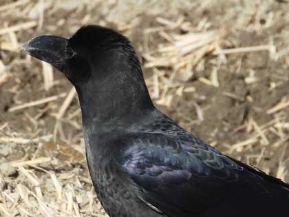 ハシブトガラス