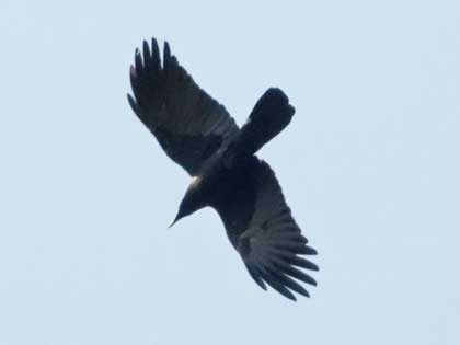 ハシブトガラス