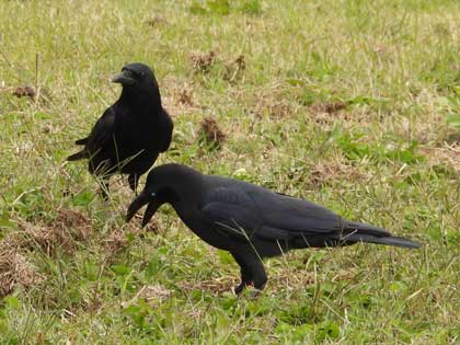 ハシブトガラス