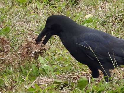 ハシブトガラス