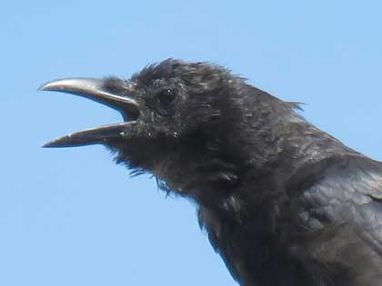 ハシボソガラス