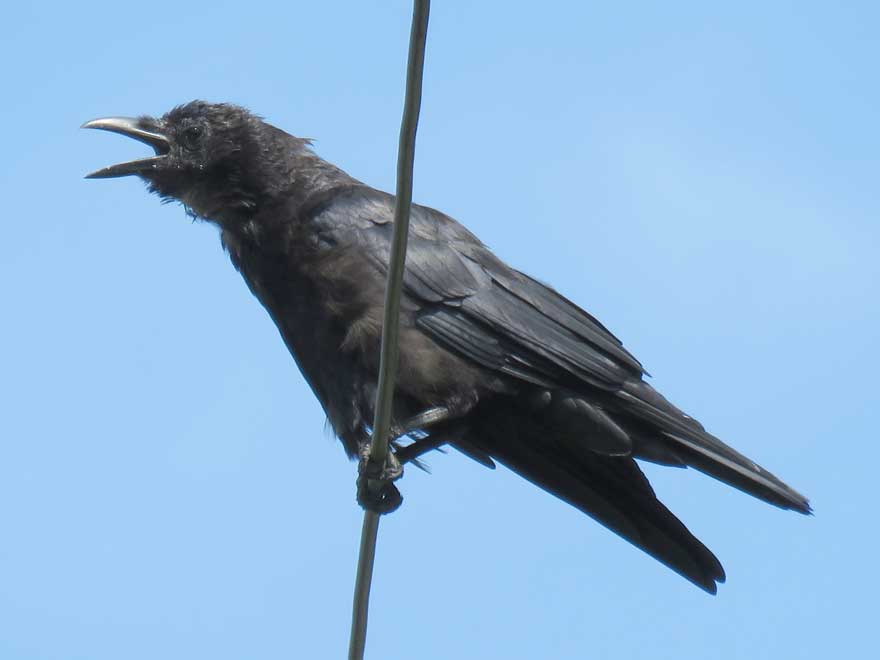 ハシボソガラス