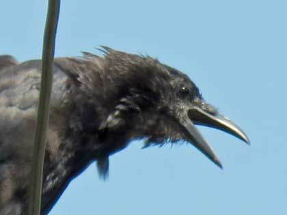 ハシボソガラス