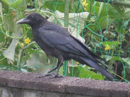 ハシボソガラス