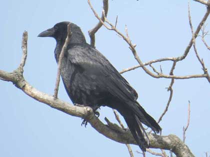 ハシボソガラス