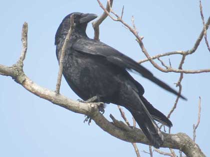 ハシボソガラス