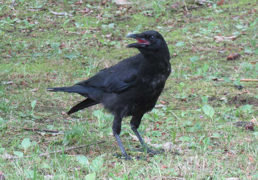 旭ヶ丘野鳥写真館