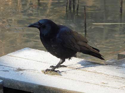 ハシボソガラス