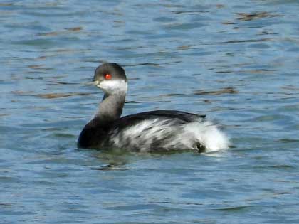 ハジロカイツブリ